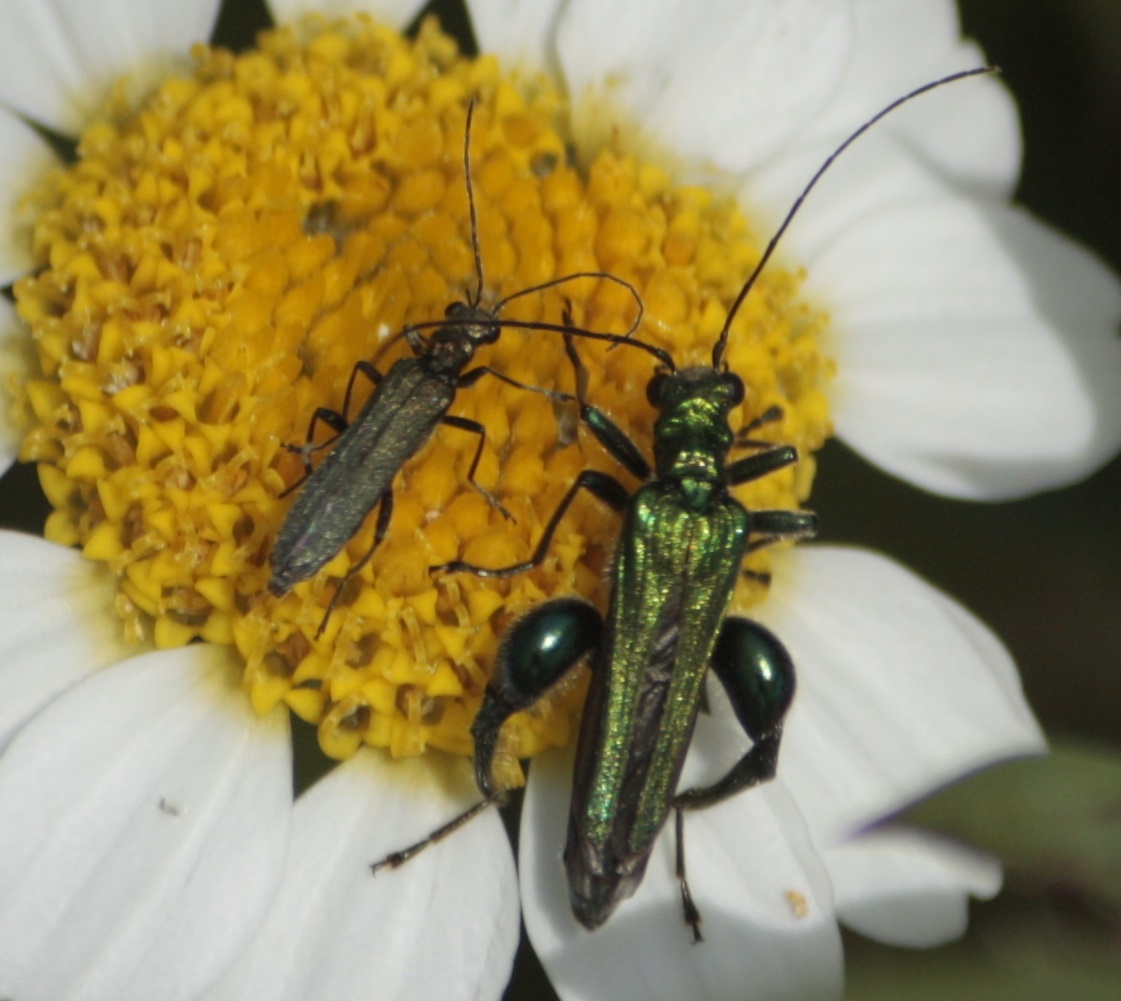 Oedemera nobilis in compagnia...di piccola femmina